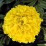 Seminte profesionale Tagetes erecta - Craite inalte - imagine 48942